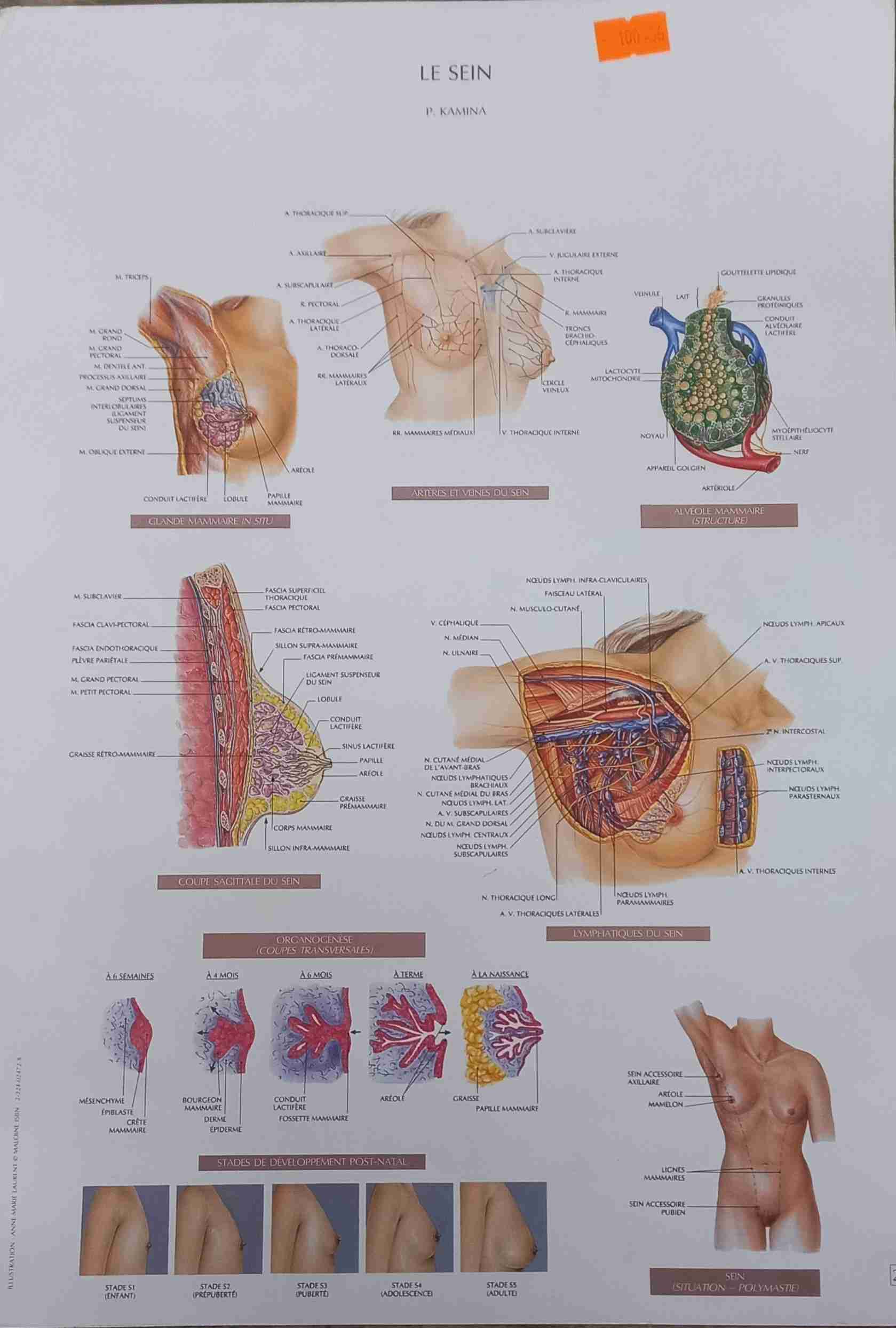 Librairie Bouarroudj - ألواح طبية